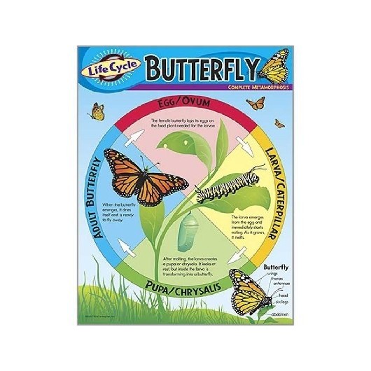 LIFE CYCLE BUTTERFLY CHART