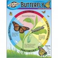 LIFE CYCLE BUTTERFLY CHART