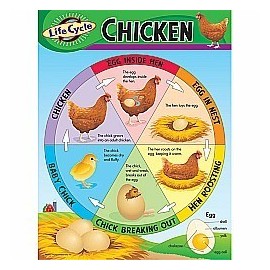 LIFE CYCLE OF A CHICKEN CHART