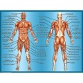 MUSCLES CHART