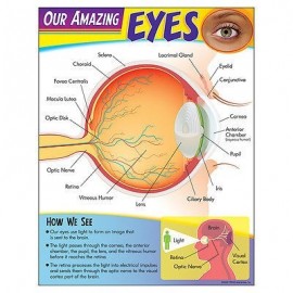 OUR AMAZING EYES CHART