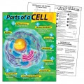 PARTS OF A CELL CHART