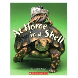 8 AT HOME IN A SHELL
