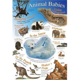 WALL CHARTS ANIMAL BABIES
